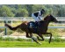  Carrera: P.AEGRI Monta: Sr.Lezama A. Caballo: Spanish Ruler